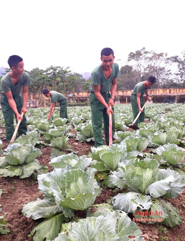 Binh nhất Lô Văn Lưn (hàng đầu phải) cùng đồng đội chăm sóc vườn bắp cải