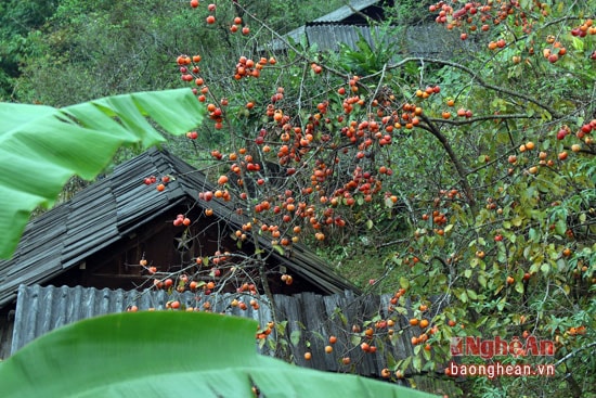 Ngoài đào, Tây Sơn còn nổi tiếng với những cây hồng ngọt lịm trĩu quả.