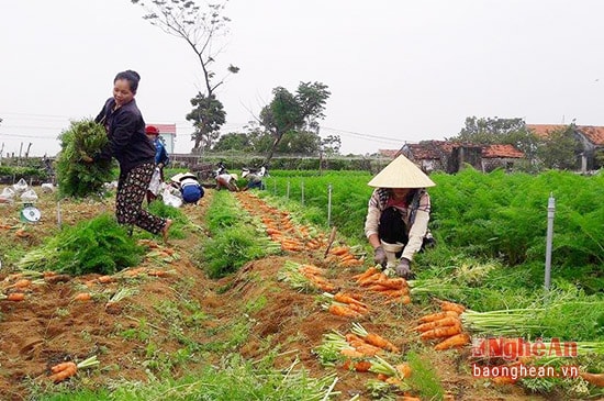 Gia đình ông Trương Văn Kính, thôn 4, xã Quỳnh Liên đang thu hoạch cà rốt vụ sớm. Năng suất đạt 1,5 tấn/sào, lãi ròng 12,5 triệu/sào.