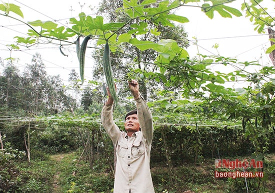 Mỗi sào mướp lặc lè vụ đông cho thu nhập bình quân 6 -7 triệu đồng.