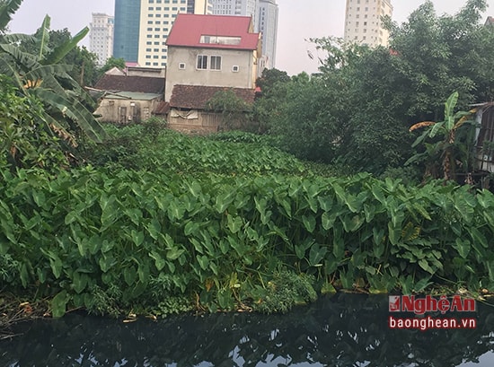 Nước thải chưa qua xử lý thải ra môi trường,ảnh tư liệu minh họa