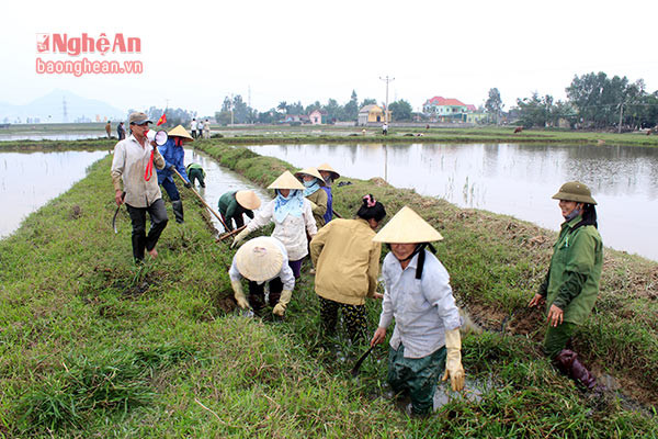 Ở xóm Kỳ, xã Hưng Tây, huyện Hưng Nguyên, công việc làm thủy lợi được giao cho chi hội phụ nữ chủ trì tổ chức thực hiện.