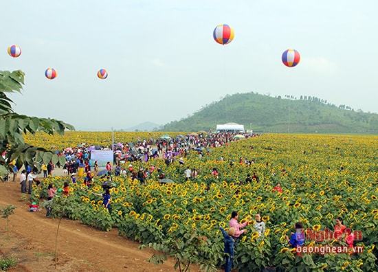 Cánh đồng hoa hướng dương trong ngày hội.