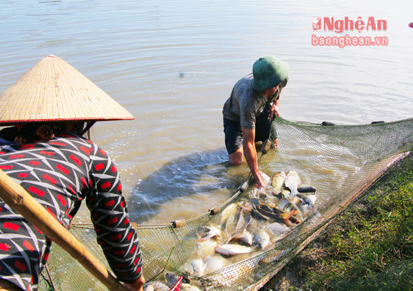 Mô hình nuôi cá rô phi dòng lai xa của hộ anh Đậu Đức Kính xã Quỳnh Văn (Quỳnh Lưu) cho hiệu quả cao.