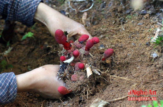 Muốn lấy được nấm ngọc cẩu, người dân phải đào khoét xung quanh để bứng cả phần gốc và phần hoa.