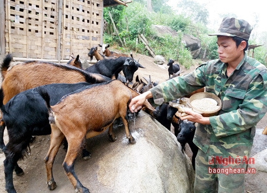 Mô hình chăn nuôi dê đàn của anh Vi Văn Tiến  ở bản Na Khướng, xã Na Loi. 