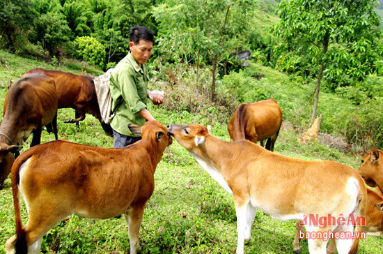 Vừ Vả Nênh, bản Phù Khả 1, xã Na Ngoi, với mô hình chăn nuôi bò sinh sản mang lại hiệu quả kinh tế cao ở Na Ngoi.