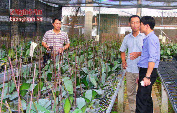 Hoàn thiện quy trình sản xuất thử nghiệm các giống lan Mokara cắt cành tại Nghệ An.
