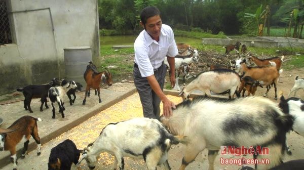 Nuôi dê ở xã Nghi Lâm (Nghi Lộc).