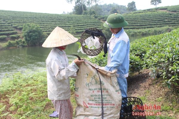 Thu hái chè ở Thanh Chương.