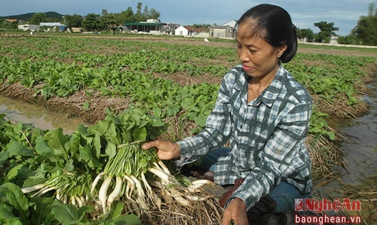 Trồng rau cải trên rơm ở Nghi Thuận