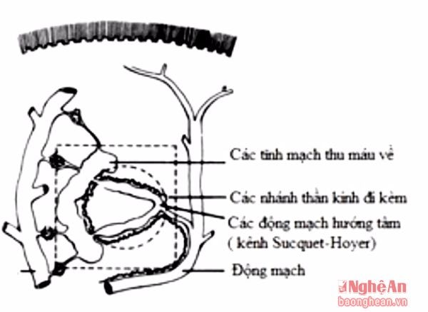 Hình ảnh giải phẫu ngón tay bệnh nhân mắc bệnhU cuộn mạch.