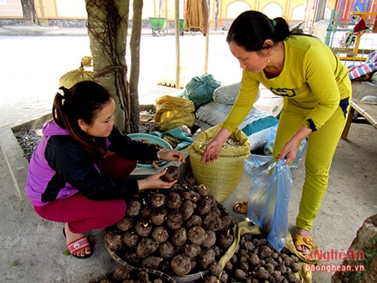 Khoai sọ cũng là sản vật vùng cao Kỳ Sơn, Tương Dương... đang được khách hàng ưa chuộng tìm mua trong dịp tết.