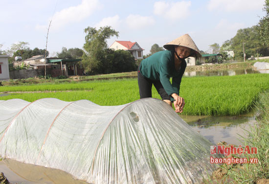  Bà Trần Thị Thường đang chăm sóc luống mạ của mình.