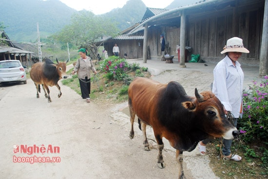 Bò Mông tuy vóc dáng không to lớn lắm, nhưng do được nuôi theo hình thức thả rông là chính nên chất lượng thịt ngon, đang được khách hàng ưa chuộng, vào dịp gần tết, các lái buôn ngược Kỳ Sơn, Tương Dương mua về xuôi giết mổ, cung ứng thực phẩm tươi ngon cho thị trường.