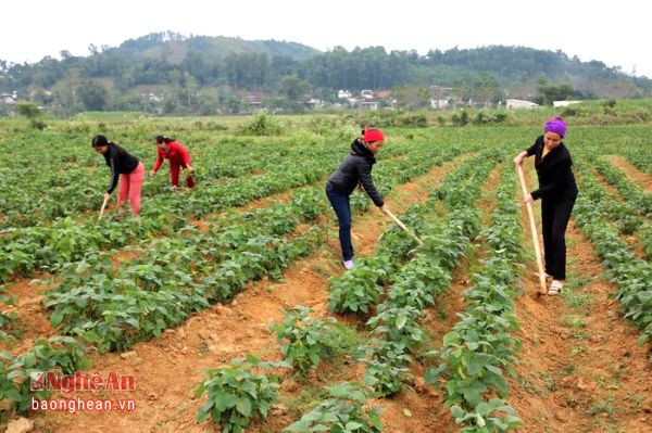 Hiện nay toàn xã Tào Sơn triển khai thí điểm trồng đậu tương rau xuất khẩu trên diện tích 5 ha.