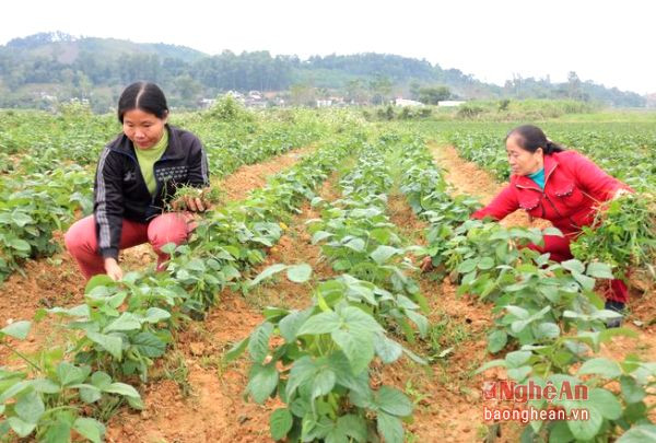 Cây đậu tương rau phù hợp với chất đất của địa phương nên phát triển tốt.