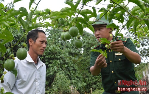 Chanh leo là một trong những cây trồng chủ lực của tỉnh