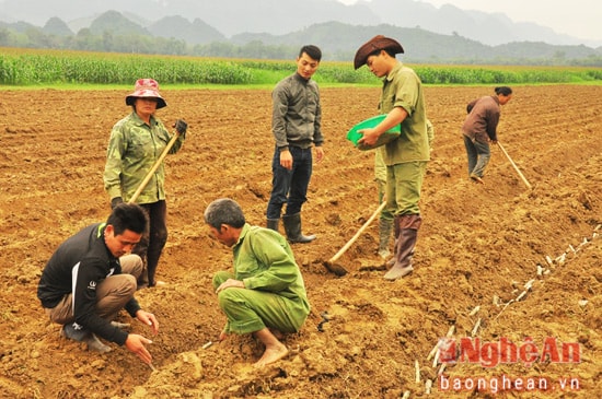 Cán bộ kỹ thuật của Nhà máy Mía đường Sông Lam đang hướng dẫn người dân vùng Bãi Mơ cách xuống hom mía đúng quy trình.