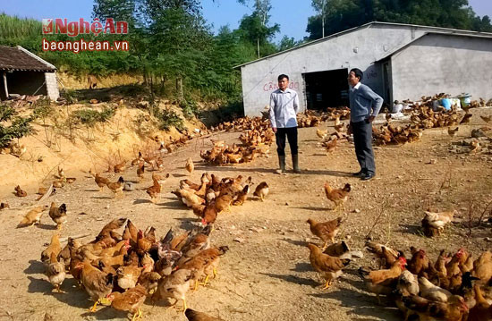 Mô hình chăn nuôi gà trên vùng đồi của gia đình anh Tâm, xã Tân Hương- Tân Kỳ.