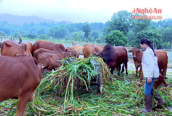 Nhiều vật nuôi theo hướng hàng hóa của nông dân sẵn sàng phục vụ thị trường tết.