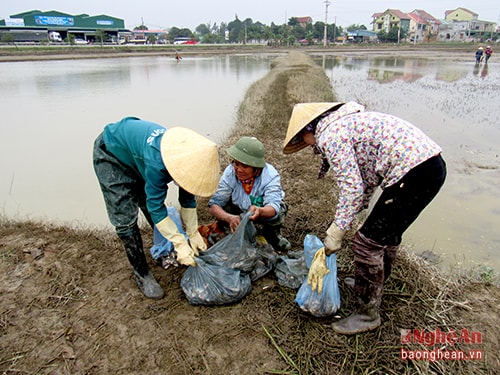 Bà con Hưng Đạo thu hoạch cá trên đồng ruộng.