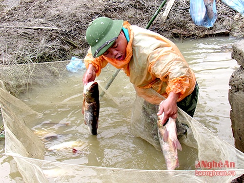 Mỗi con cá thu hoạch nặng từ 1,5- 3kg, có giá từ 55.000 – 60.000 đồng.