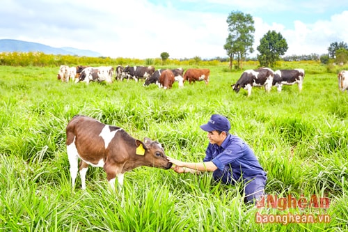 Đàn bò ở trang trại Organic Vinamilk được chăn nuôi thả tự do, hệ thống chuồng trại mở và được cho ăn thức ăn hữu cơ tự nhiên.