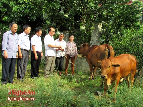 Hội Bảo trợ Người khuyết tật và Trẻ mồ côi của tỉnh và huyện trao bò giống cho các hộ gia đình