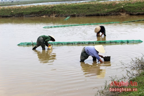 Người ta thường gọi nghề mò ốc là nghề “dầm ao”, một trong những nghề khó nhọc. Quanh năm, bất kể mưa, nắng, nóng, lạnh, những người làm nghề này vẫn tần tảo dưới các cánh đồng, ao làng… để mưu sinh. Trong ảnh: Những người phụ nữ mò ốc ở xã Nam Anh (Nam Đàn).