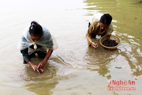 Hầu như địa phương nào cũng có người làm nghề “dầm ao”, họ chủ yếu là phụ nữ nghèo, tranh thủ lúc nông nhàn đi mò ốc để kiếm thêm thu nhập.  Địa điểm “hành nghề” mò ốc là đồng ruộng, ao hồ, khe hói… Họ thường đi theo nhóm từ 2 người trở lên để hỗ trợ cho nhau, phòng khi gặp nạn.Mỗi ngày chỉ đi mò 1 buổi, còn buổi nghỉ ở nhà để “dãn lưng” lấy sức.