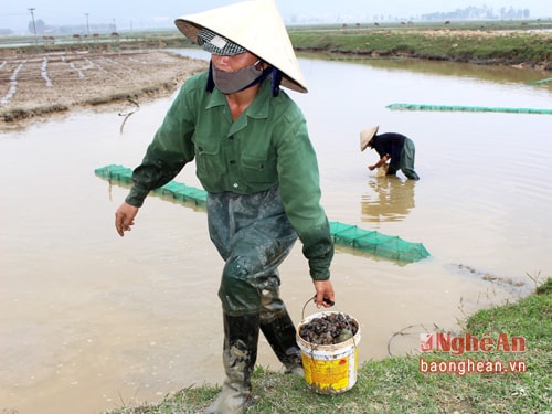 Một phụ nữ làm nghề mò ốc ở xã Nam Anh (Nam Đàn) cho biết: “5, 6 năm nay, trừ những lúc mùa màng bận rộn, còn lại rảnh khi nào là tui đi mò ốc khi đó, không biết làm nghề chi hơn thì chỉ biết đi mò ốc thôi”.