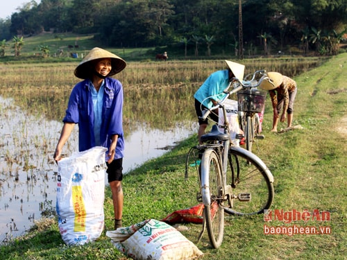 Những người phụ nữ xã Thanh Dương (Thanh Chương) thường đạp xe đến những cách đồng sâu ngập nước để mò ốc, vì ốc ở đây còn nhiều.Nơi nào nhiều ốc trong làng ngoài xã, họ đều nắm rõ như lòng bàn tay.