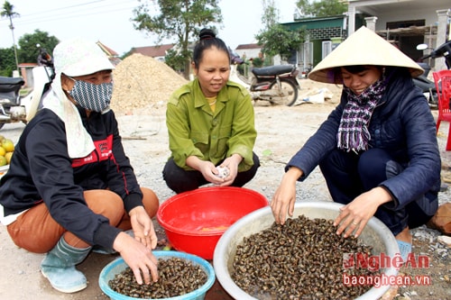 Ốc mà họ kiếm được có thể nhập cho nhà hàng, lái buôn hoặc đưa ra chợ với giá từ từ 8 – 10 nghìn đồng/kg. Hiện nay, cùng với sự phát triển rộng khắp của mạng lưới quán nhậu từ quê ra phố, kiếm được ốc cũng dễ bán hàng hơn, nhưng thu nhập của họ thì chẳng đáng là bao. Vì vậy, những người làm nghề “dầm ao” ở các làng quê, dường như vẫn sống trong những cảnh đời nghèo khó.