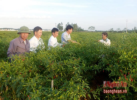 Hiện nay xã Hùng Tiến hỗ trợ các mô hình phát triển giống cây trồng, vật nuôi, nuôi trồng thủy sản, tạo động lực phát triển kinh tế bền vững. Có 6 mô hình cho hiệu quả kinh tế cao, với tổng diện tích là 75,2 ha, kinh phí đầu tư 2 tỷ đồng. Trong đó, mô hình Ớt cay hàng hóa hàng mang lại hiệu quả kinh tế cao