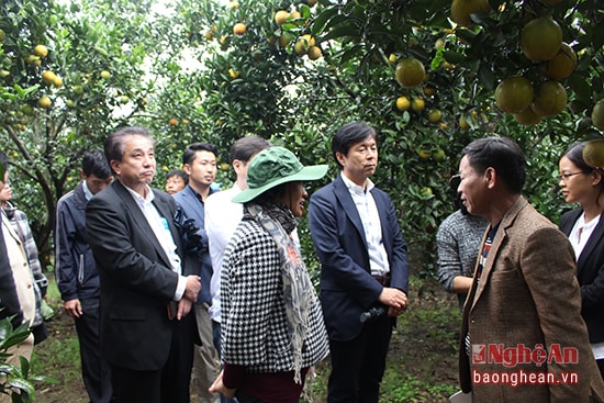 Đoàn JICA Nhật Bản khảo sát vùng cam  Nghệ An. Ảnh: C.L