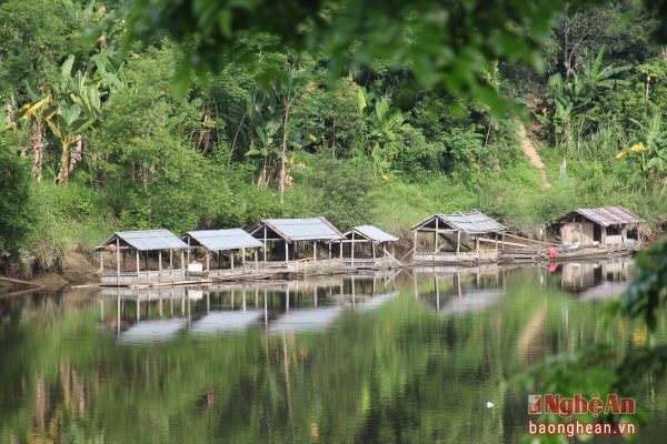 Nuôi cá lồng trên sông Nậm Nơn ở xã Xá Lượng.