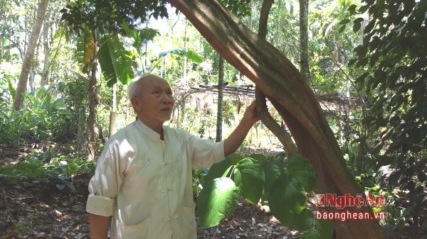 Ông Nguyễn Quang Hưng giới thiệu cây huyết đằng30 năm tuổi.