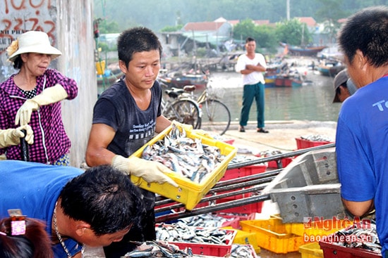Tàu về cập cảng, thương lái đến tận nơi thu mua hải sản cho bà con.