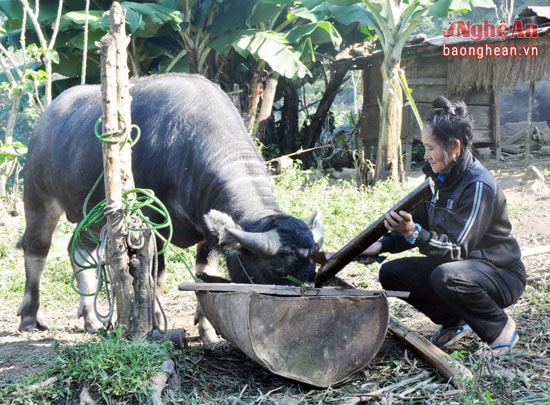 Phát triển chăn nuôi