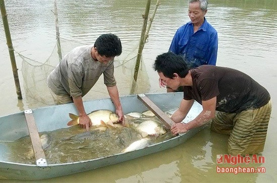 Người dân xã Thanh Lĩnh đang tập trung thu hoạch cá vụ 3.