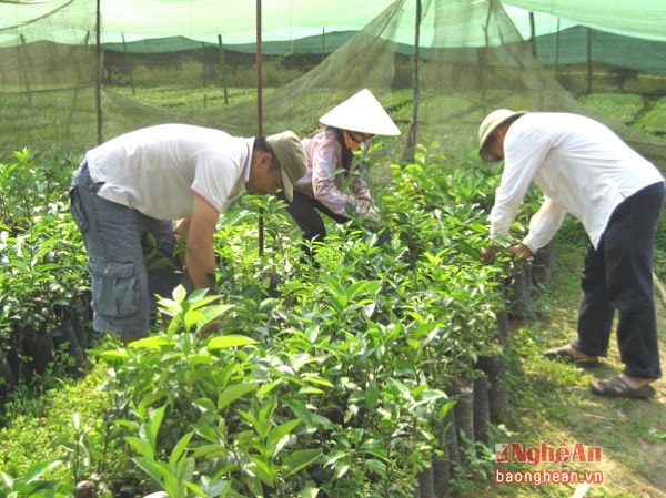 Bà con huyện Yên Thành chuẩn bị keo giống phục vụ trồng rừng. Ảnh: Phú Hương