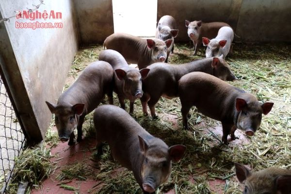 Để có đàn lợn rừng phục vụ nhu cầu tết anh Nguyễn Viết Nghĩa thôn 9 xã Tào Sơn đã lái cho đàn lợn sinh sản đúng thời điểm