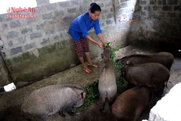 Lợn rừng của bà Dương Thị Hà thôn 9 xã Cao Sơn chuẩn bị xuất bán
