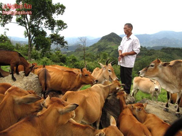 Chăn nuôi gia súc là thế mạnh trong phát triển kinh tế hộ gia đình ở Kỳ Sơn