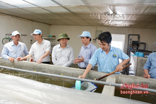 Thăm trang trại sản xuất tôm giống Việt Úc, xã Quỳnh Minh