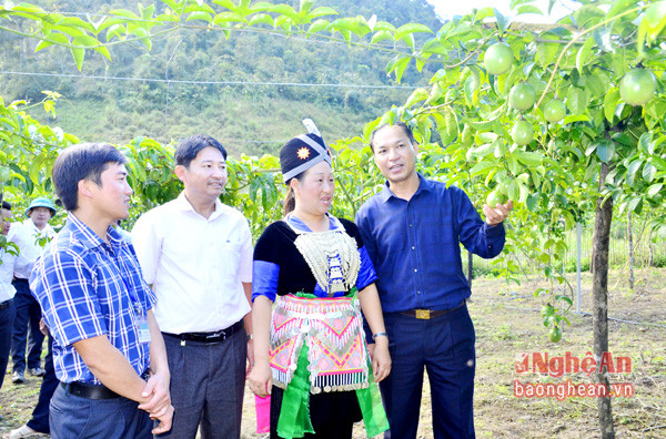 Bí thư Huyện ủy Kỳ Sơn Vi Hòe (ngoài cùng bên phải) trao đổi với người dân xã Mường Lống về mô hình trồng chanh leo.