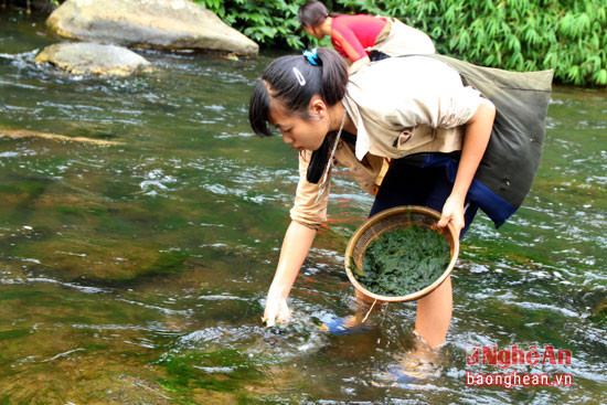 Ngoài món moọc cá, người Thái còn có món moọc rêu trong lành và bổ dưỡng.