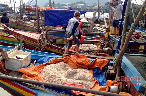 Ngư dân Trần Văn Hải (xóm Sơn Hải, xã Tiến Thủy, Quỳnh Lưu) vui mừng: “Ruốc nhiều lắm anh ạ. Anh em thấy ruốc nhiều đã 