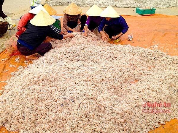 Bà con ngư dân phân loại, loại bỏ những tạp chất để cung cấp ruốc cho người tiêu dùng.